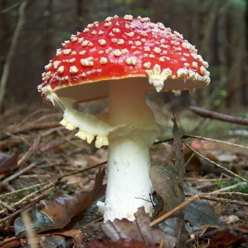 Order mushroom essence amanita muscaria